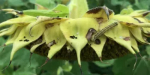 Внимание: хлопковая совка!